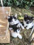 Gatinhos para adopção