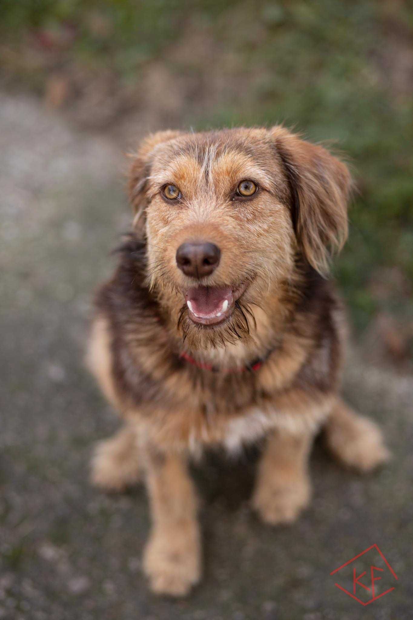 Keks brązowy słodziak do adopcji