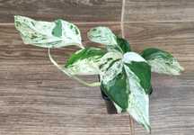 Epipremnum pinnatum marble variegata