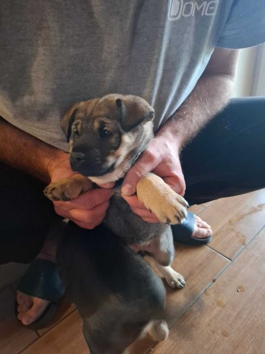 Szczeniaki labradory