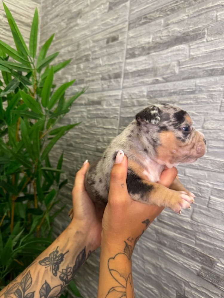 American bully exotic