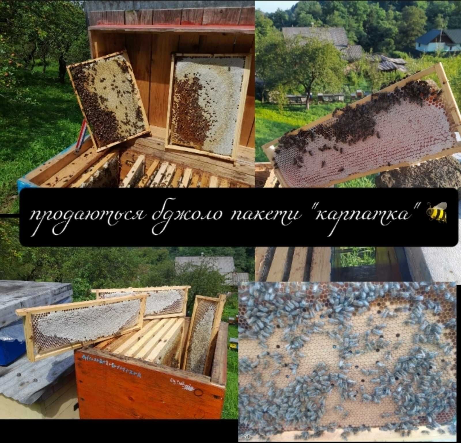 Продам бджолопакети!