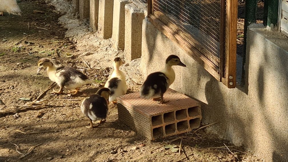 Patos mudos, várias cores e idades