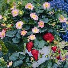 Morangueiros de FLÔR CÔR DE ROSA - Fruto delicioso