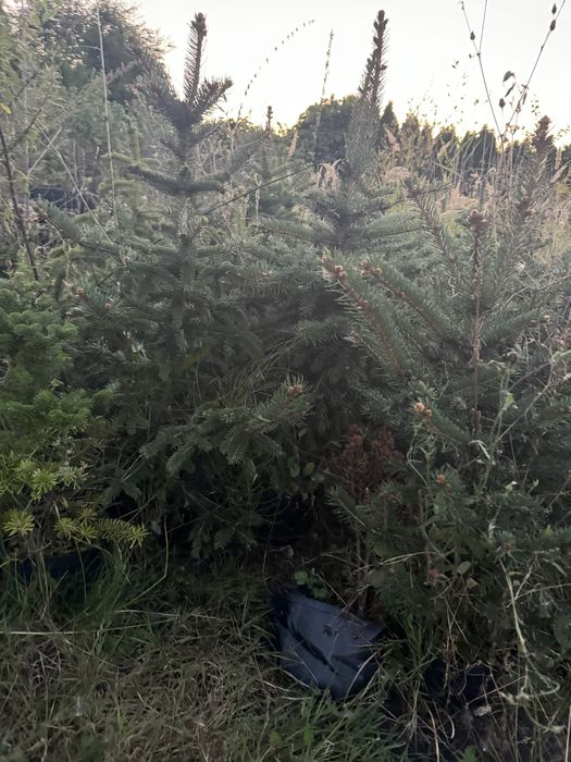 Thuja Likwidacja szkółki drzew i krzewów ozdobnych! Okazyjne ceny!