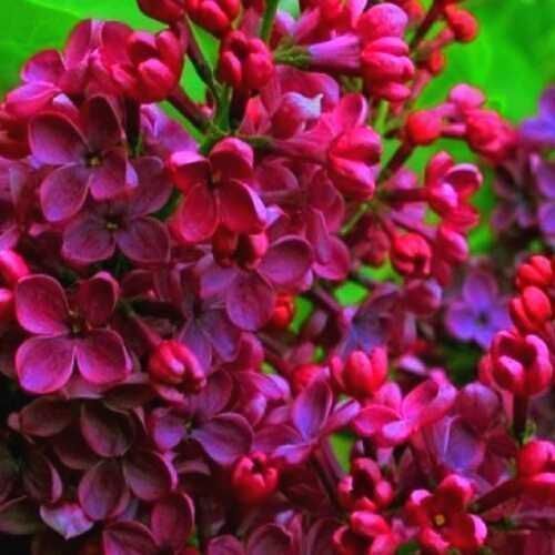 Саджанці привитого бузку (Роздріб, Опт, Дроп)/Саженцы привитой сирени.