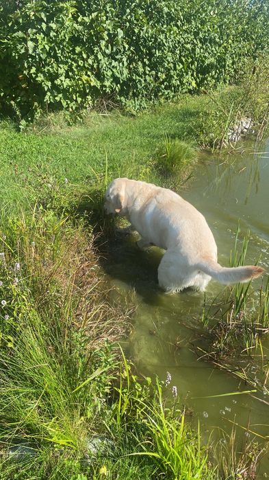 Szukamy domku dla labradorki
