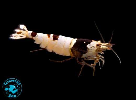 KREWETKA CRYSTAL BLACK (Caridina) Sklep Akwarystyczny Turkusowe Zoo