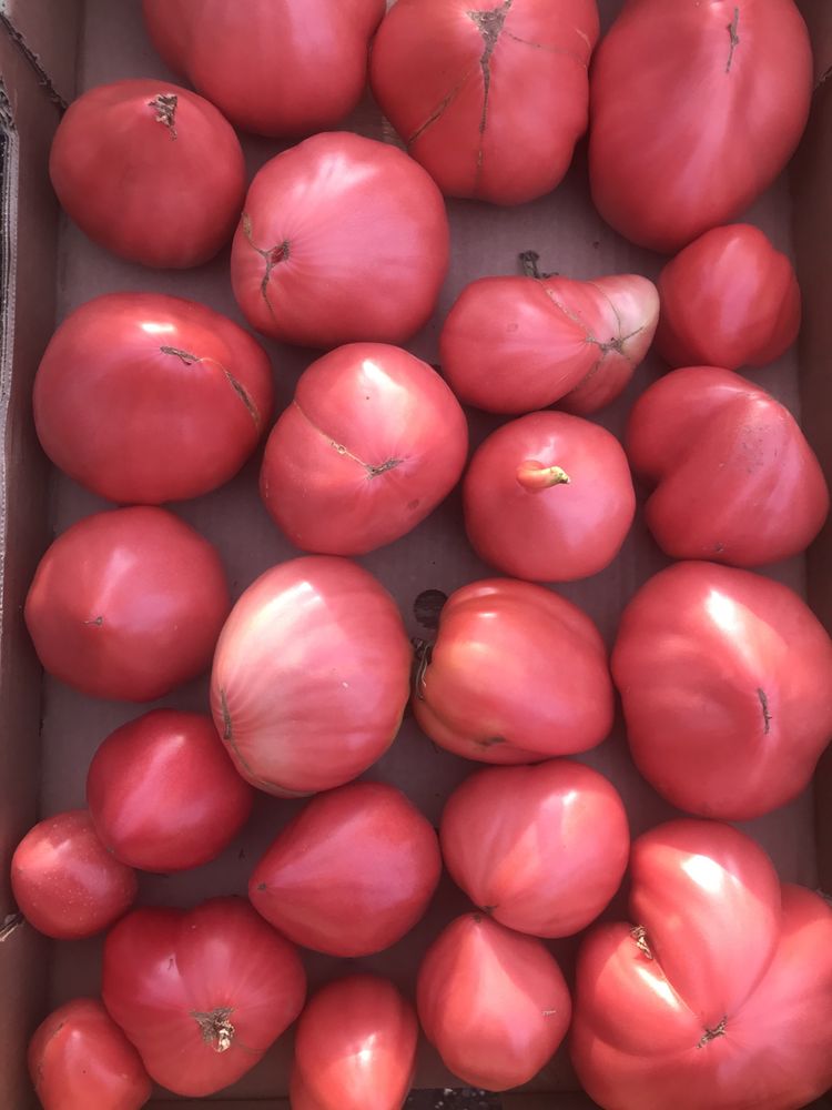 Sadzonki pomidorów ogórków