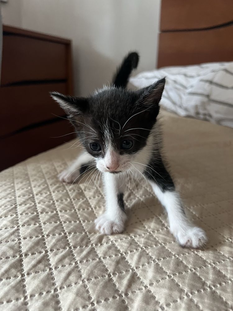 Gatinhos bebés prontos a adotar