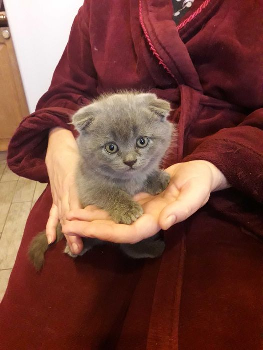 Шотландский прямоухий кот приглашает на вязку