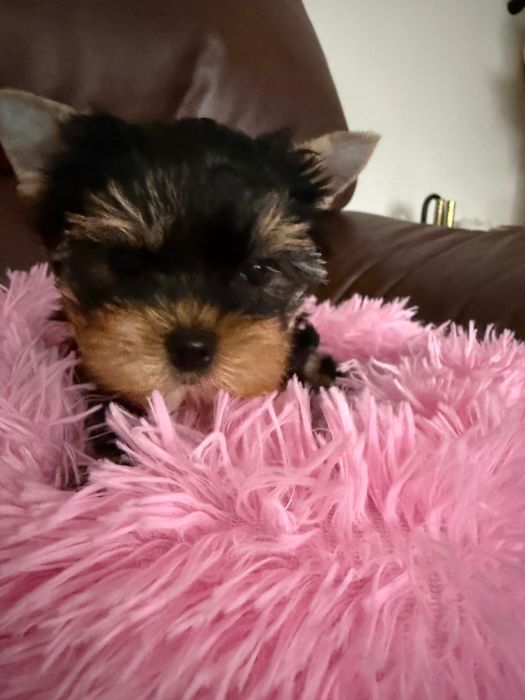 Yorkshire Terrier York ZKwP FCI śliczna dziewczynka