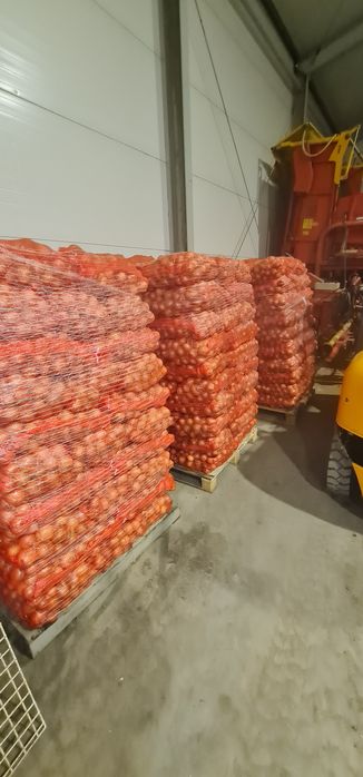 Cebula sucha , zdrowa ,duże ilości rijnsburger 5