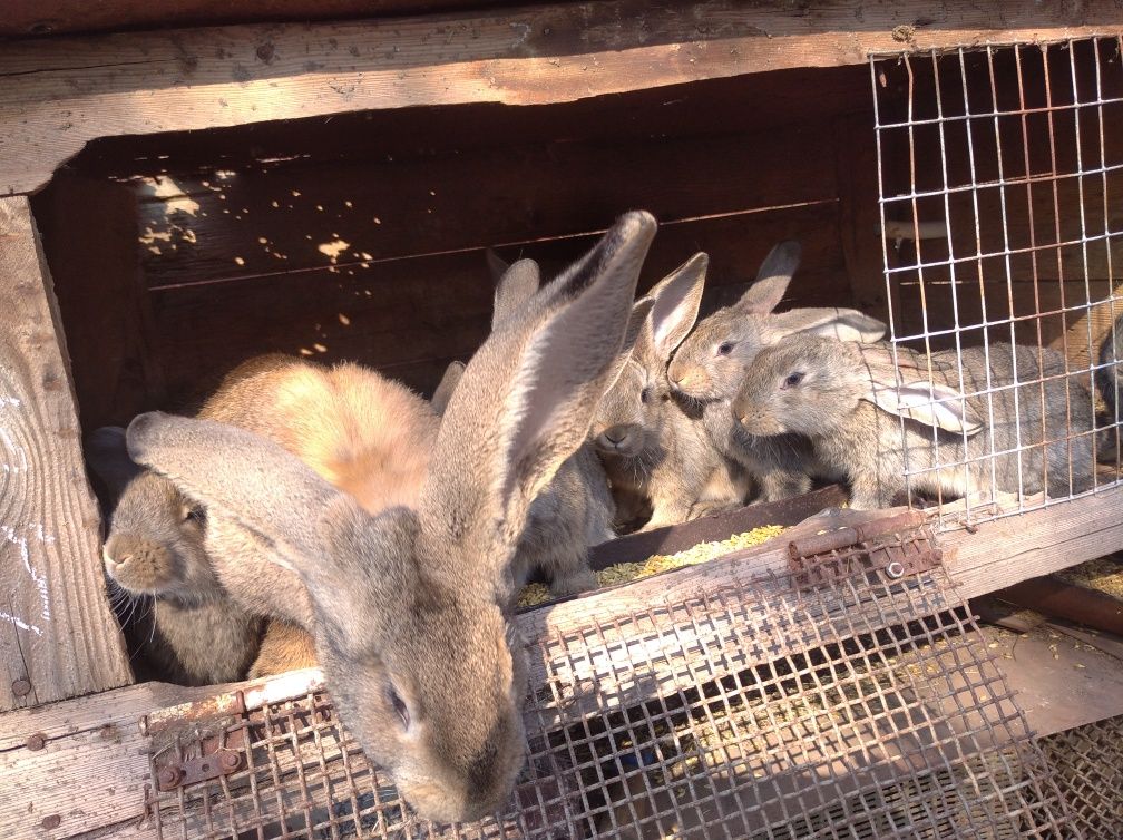 Продам кролів породи німецький обер.