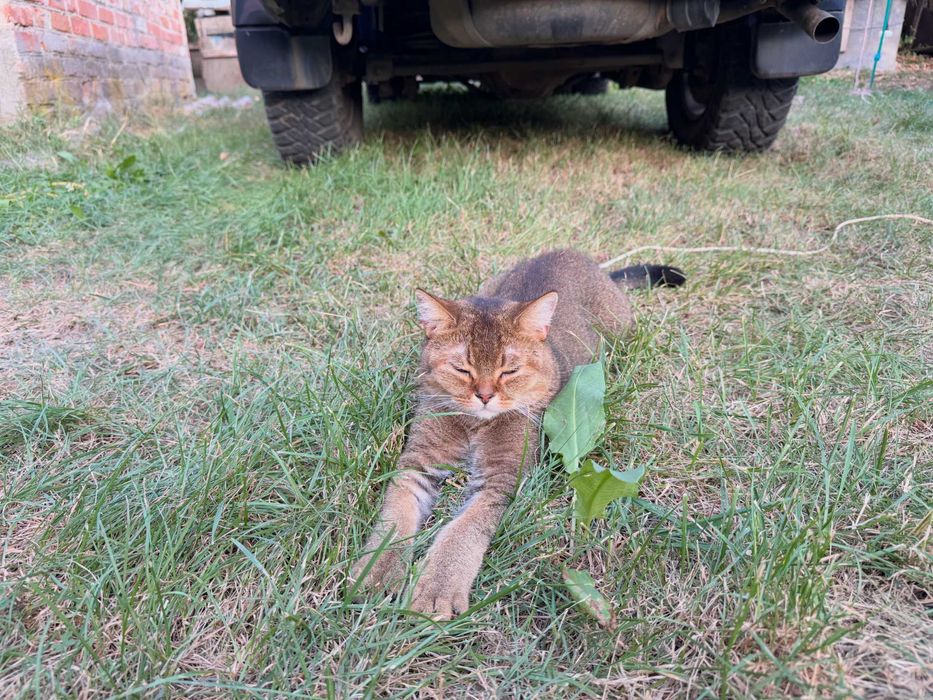 Загубився котик.