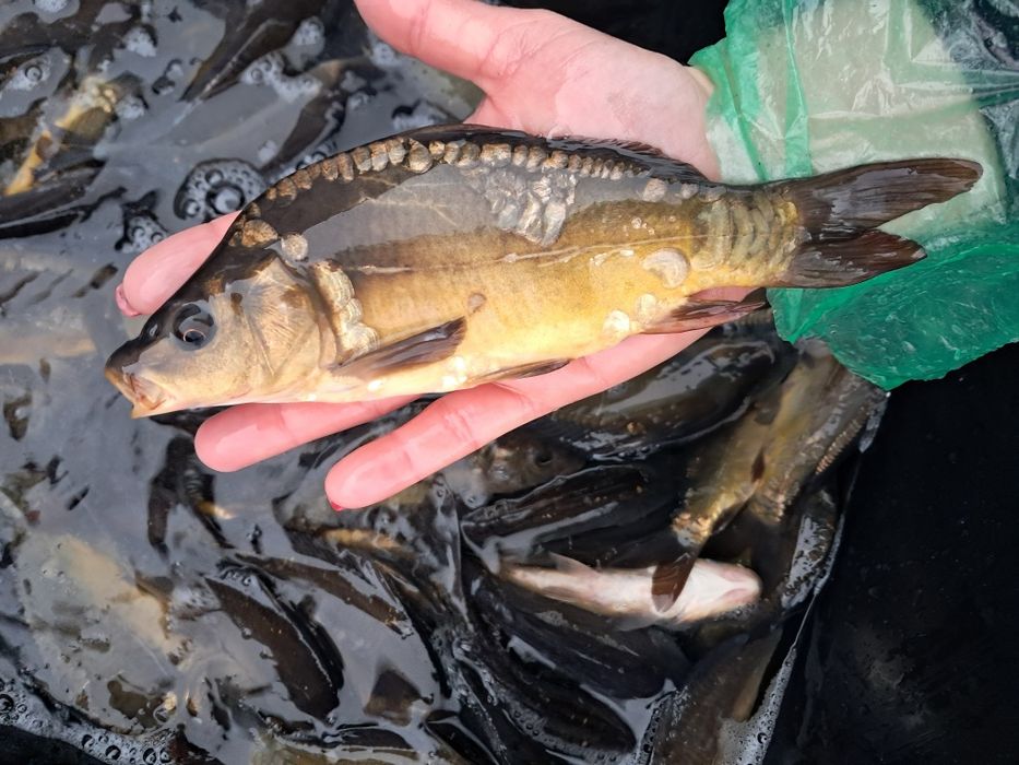 Amur narybek 14-18cm lin, karp, karp koi