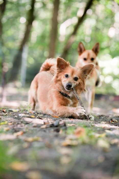 Lusia cudowna, mała dziewczynka szuka domu