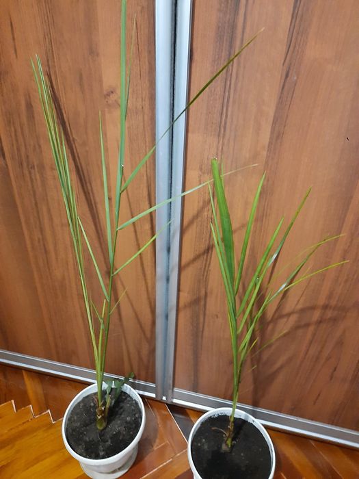 Фінікова  пальма