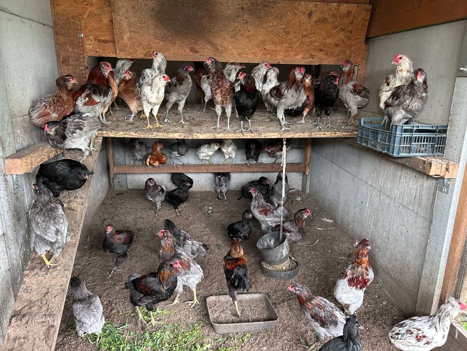 Araukana bezogoniasta kogut