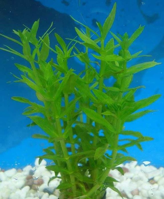 Эустералис зелёный. Акваріумні рослини