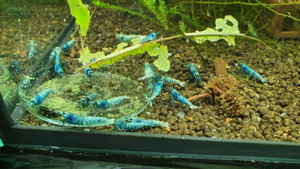 Krewetki Blue Bolt Caridina z krewetkarium Taiwan