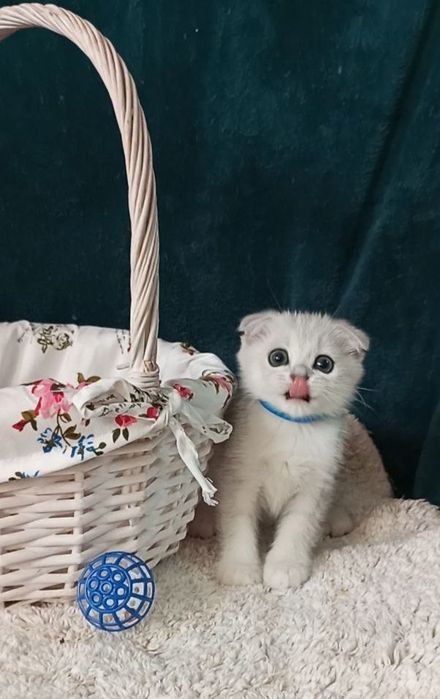 Котенок : Особистий сріблястий масажист .