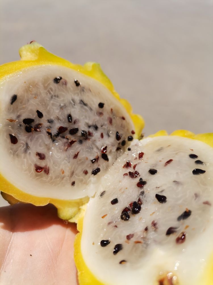 Pitaya Estacas (PROMOÇÃO)