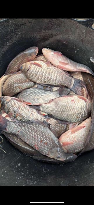 Жива риба Короп карась