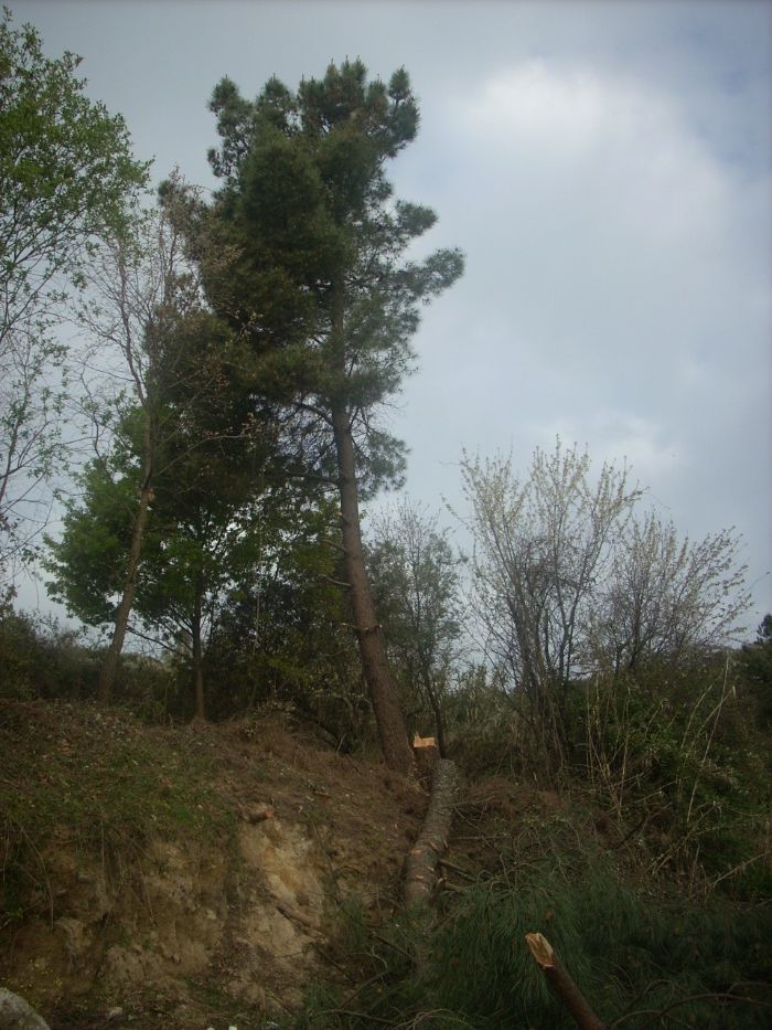 cortador podador de árvores