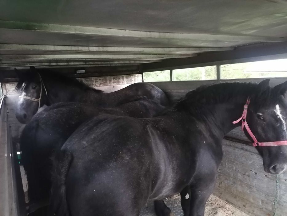 skup bydła krowy byki konie cielęta sprzedaż zamiana maszyn rolniczych