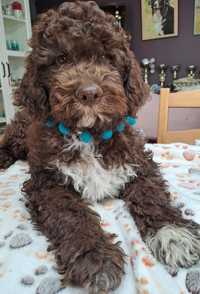 Szczeniaki lagotto romagnolo