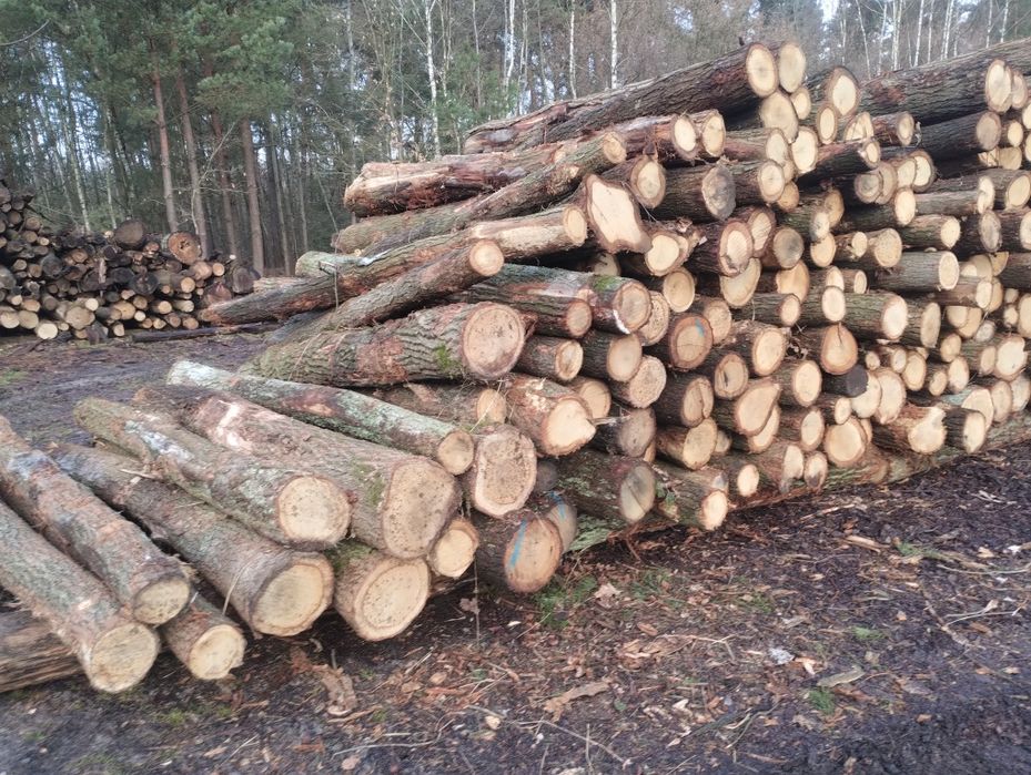 DĘBOWE kominkowe  opał, drewno  Transport 5mp. Sosna, brzoza, olcha