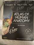 Netter - Atlas de anatomia humana