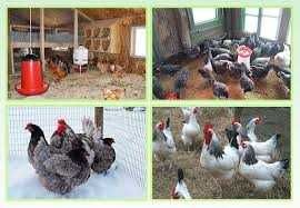 Kurki z wolnego wybiegu z pierwszym jajkiem ! Rossa Messa Leghorn !