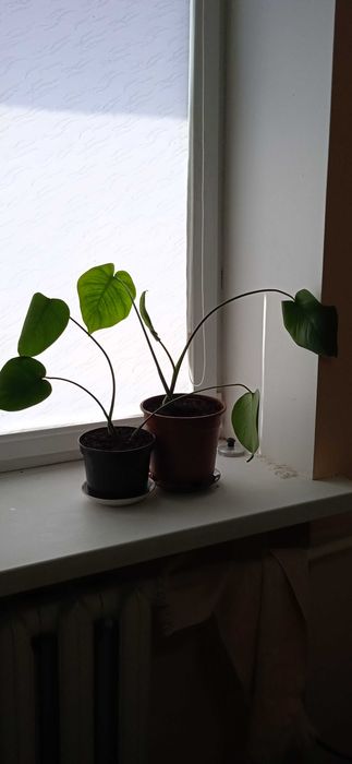 Вазони Монстери в горщиках