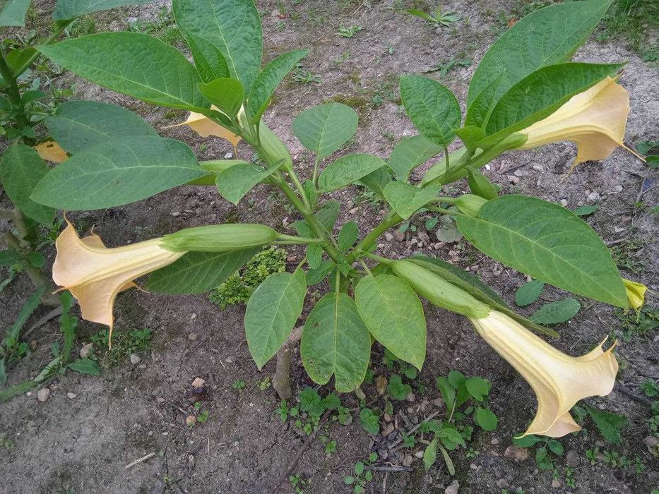 Бругмансія садова квітка