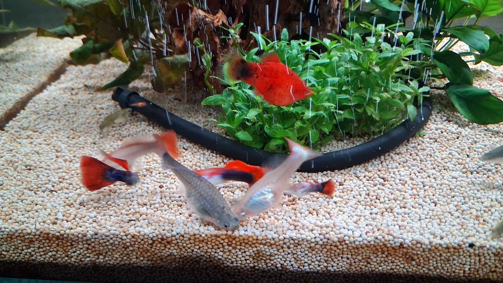 guppys machos e femeas para venda