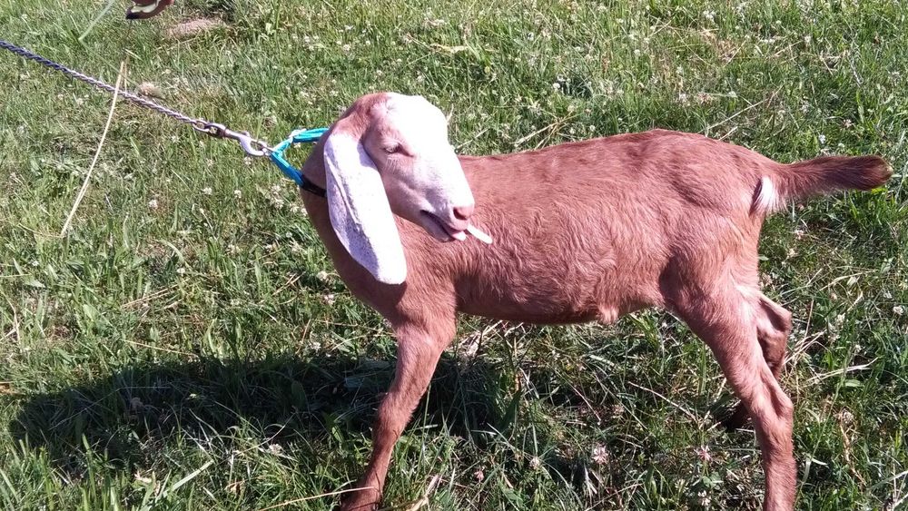 kózki i koziołki anglonubijskie po rodowodowych rodzicach