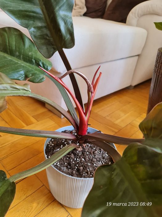 Philodendron. Odbiór własny.