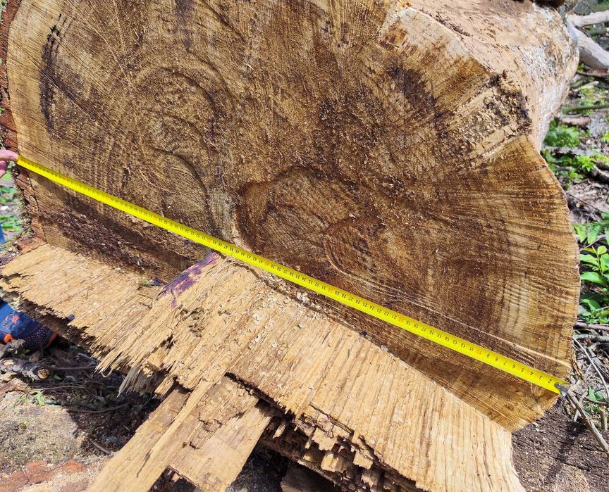 Kłoda dębowa 70-91cm średnicy 5m długości