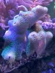 Sarcophyton akwarium morskie szczepki