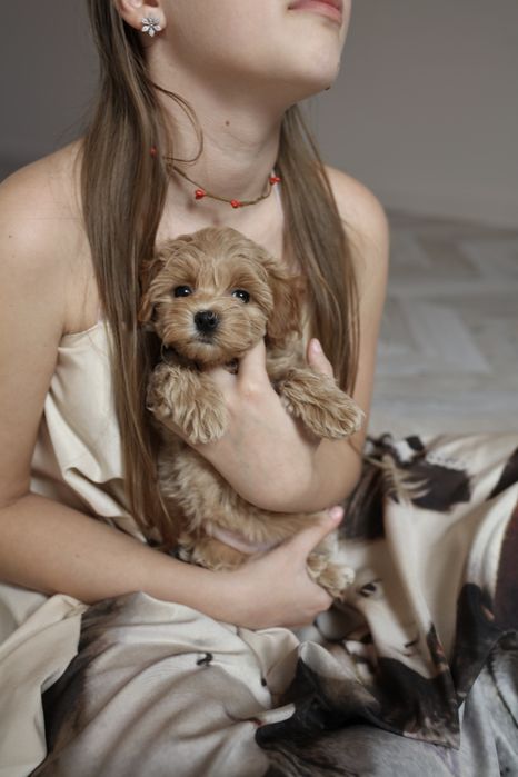Міні мальтіпу дівчинка ф1, мальтипу девочка мини, mini maltipoo f1