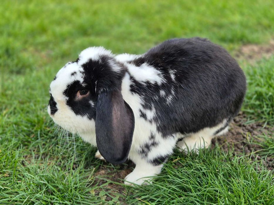 Królik rasy baran francuski samiec