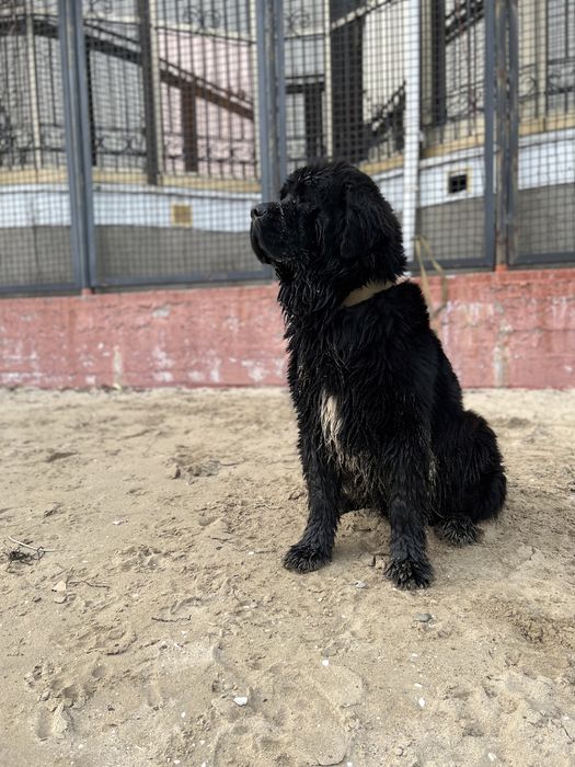 Ньюфаундленд