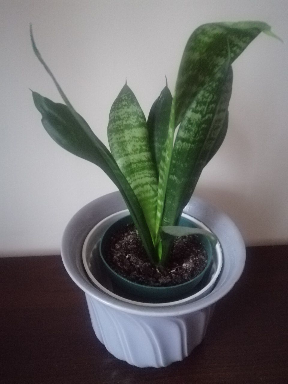 Sansvieria Gwinejska