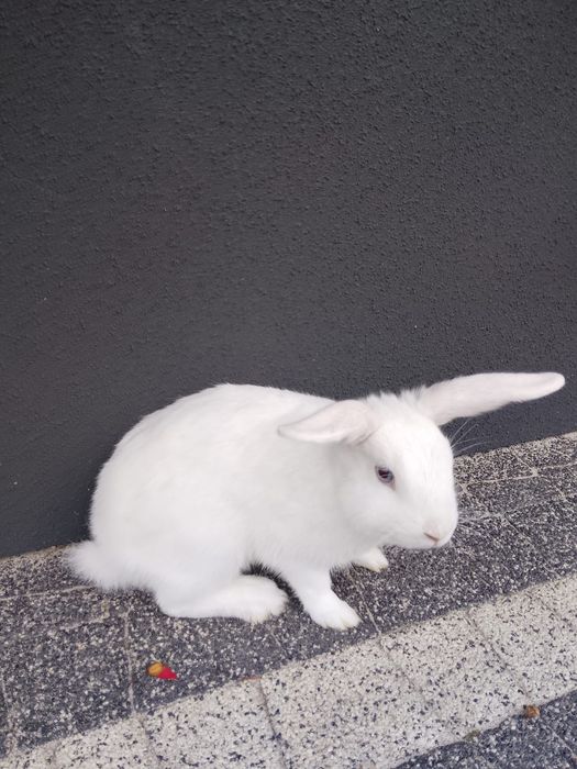 Króliki  miniaturki