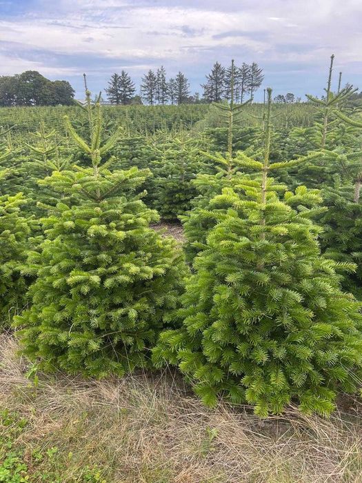 Jodła Kaukaska – choinki świąteczne prosto z plantacji Transport