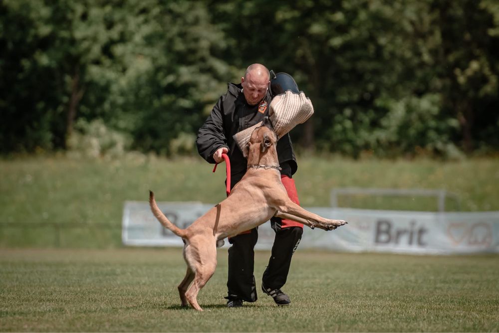 Szczeniak Owczarek Belgijski Malinois FCI