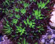 Koralowiec Lps Galaxea Metalic Green WYSYŁKA FLUOLAMPS.PL