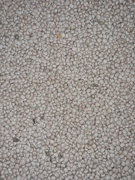 Łubin słodki tango